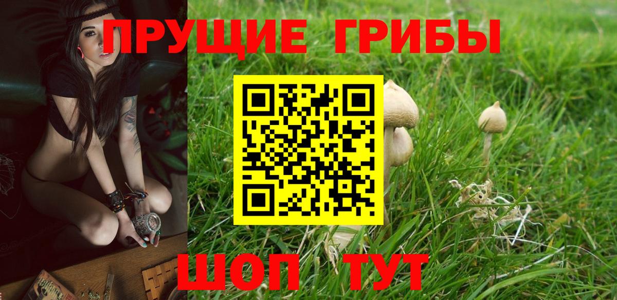 Галлюциногенные грибы Psilocybe Магадан